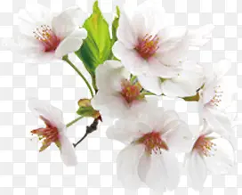 白色桃花枝实物