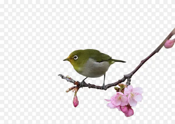 桃花树枝上的小鸟