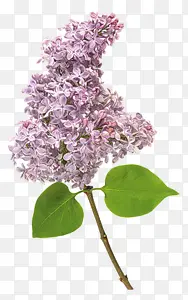 紫色的花绿叶植物图形