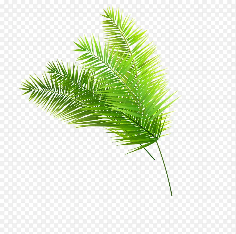 绿色棕榈叶子针叶矢量图