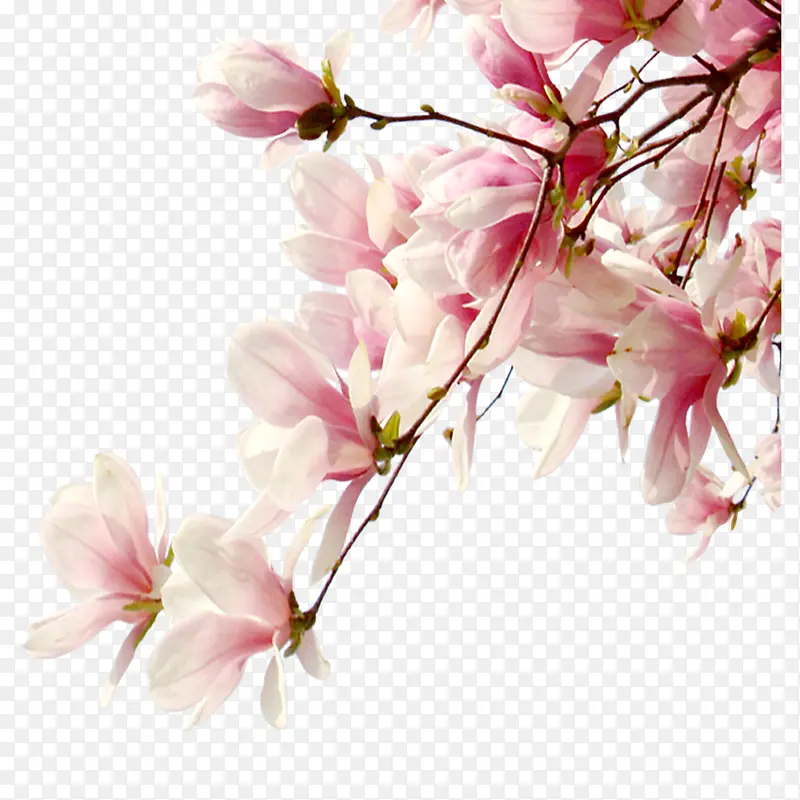 花枝PNG图片素材下载_图片编号10426589-PNG素材网