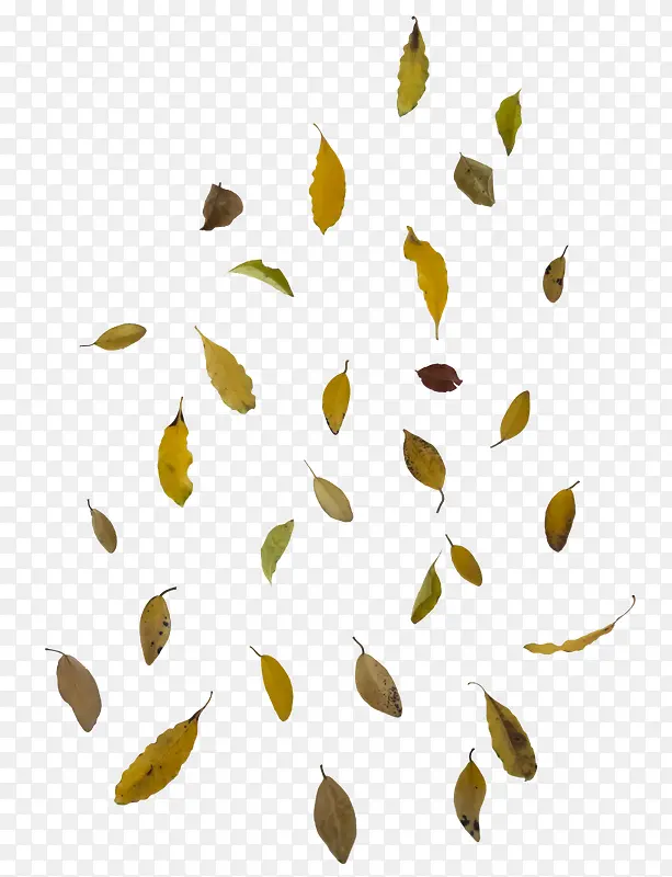 飘落秋季植物树叶
