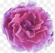 粉色盛开母亲节花朵