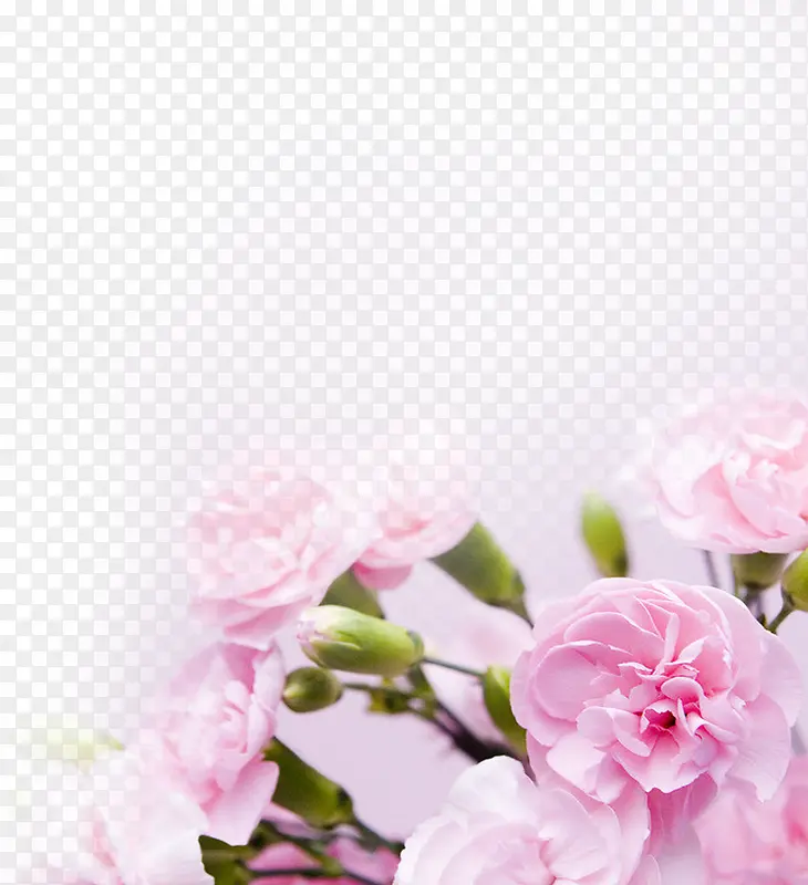 粉色淡雅甜美花朵
