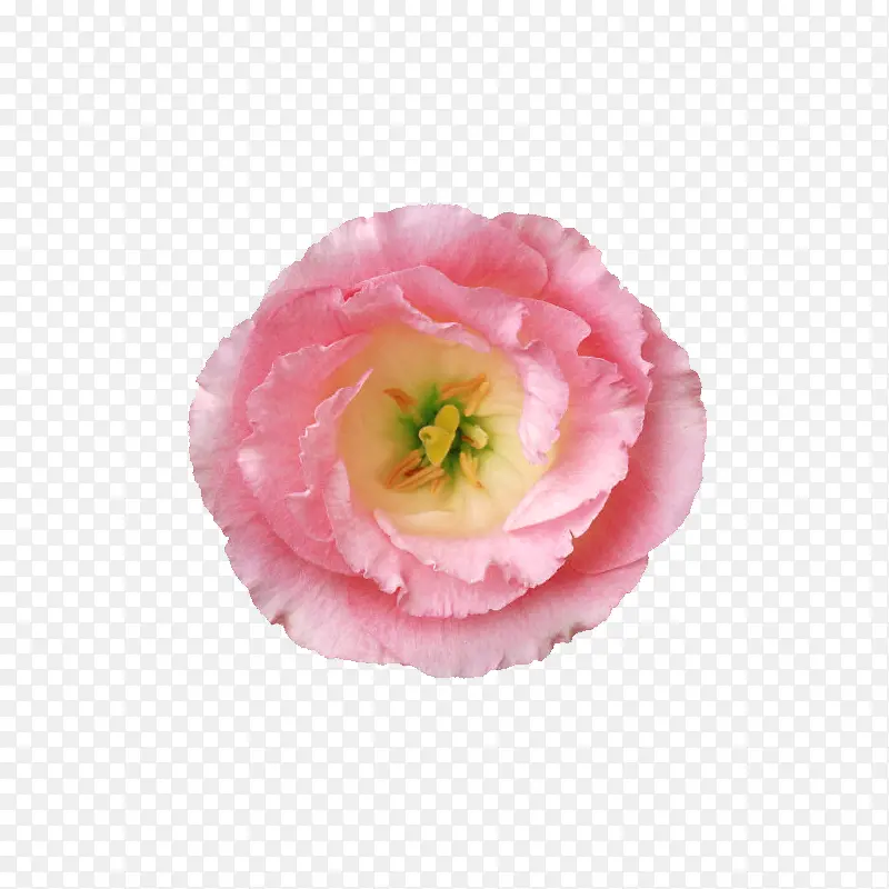 一朵粉色木槿花