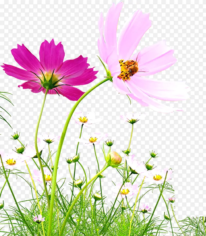 粉色淡雅时尚花朵植物