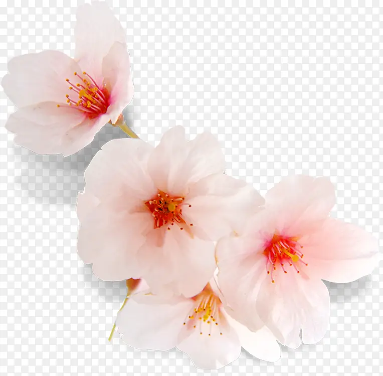 粉色淡雅花朵植物设计