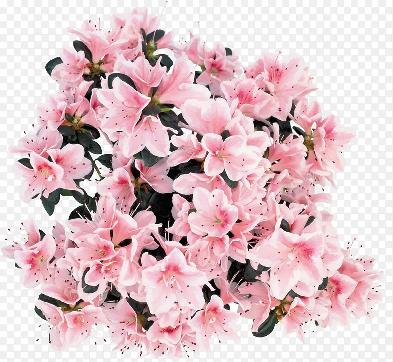 粉色康乃馨花朵装饰美景
