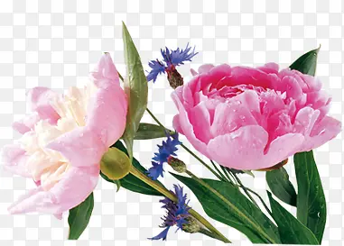 粉色手绘花朵植物节日