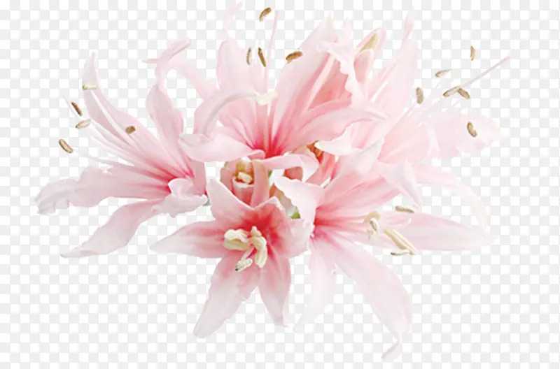 粉色盛开花朵美景装饰节日