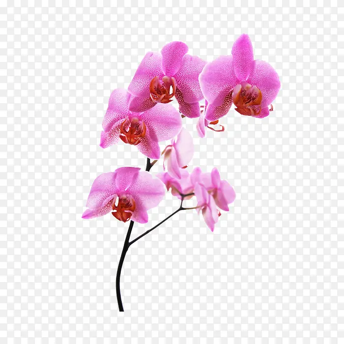 一枝花PNG图片素材下载_图片编号10438414-PNG素材网
