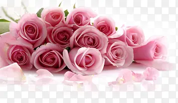 粉色春天玫瑰花朵