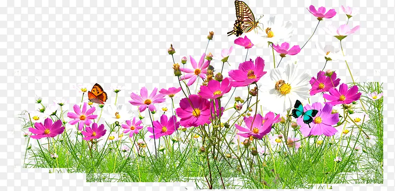 粉色花朵蝴蝶风景