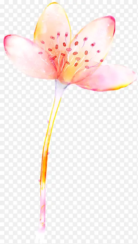 淡雅粉色花朵植物