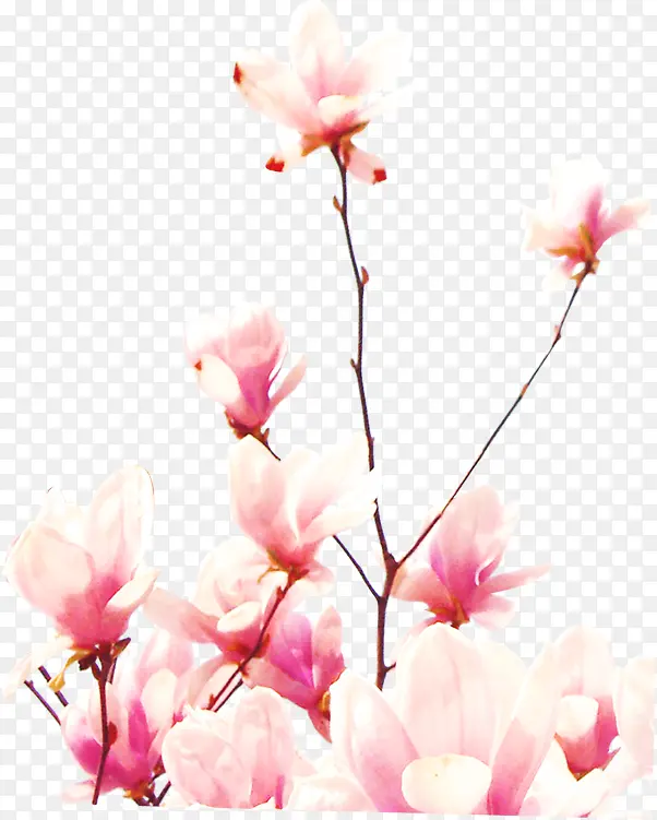 手绘粉色渐变花朵树枝