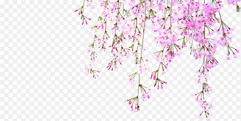 粉色花朵春季装饰