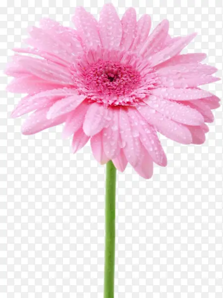 新鲜粉色盛开花朵创意
