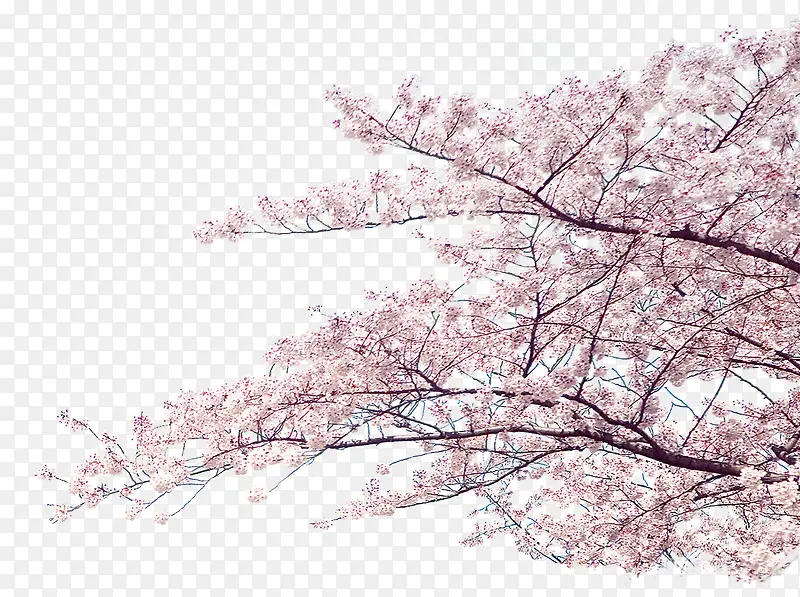 梦幻粉色花朵树枝装饰