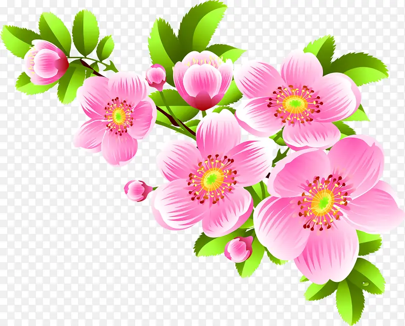 粉色花朵温馨植物