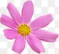 粉色可爱美丽花朵