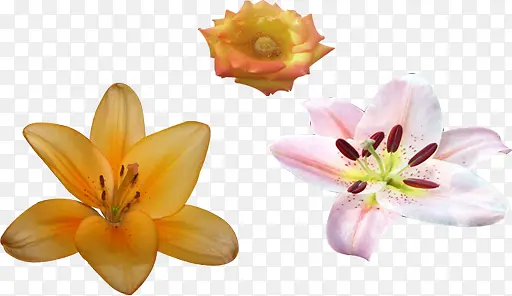 春季清新黄粉色花朵装饰