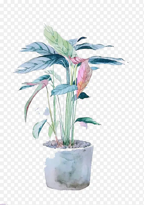 水彩植物