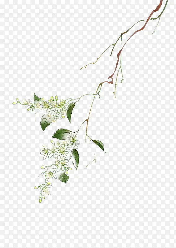 花枝