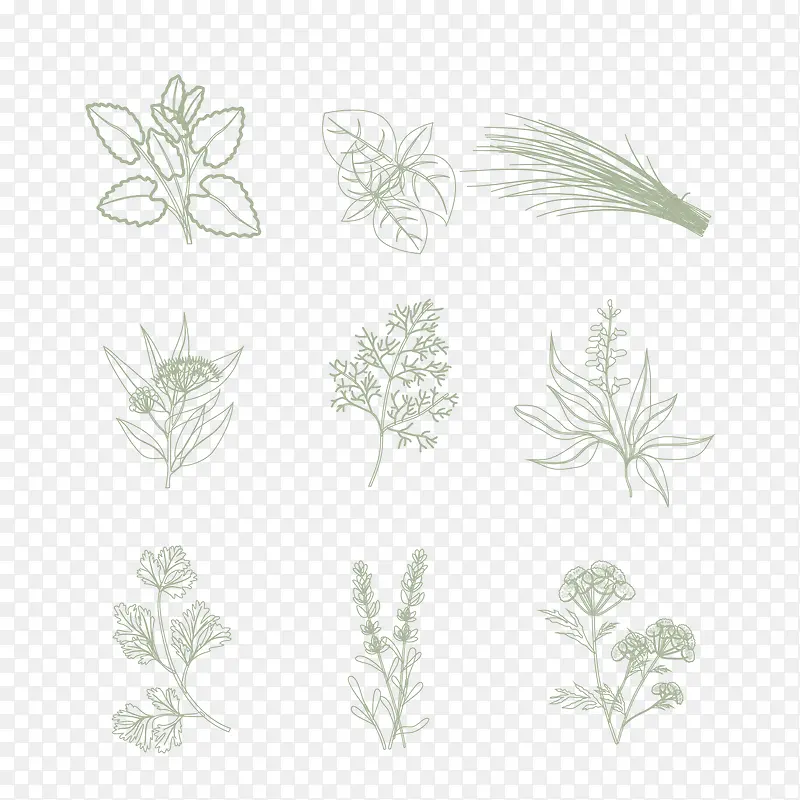 矢量手绘植物