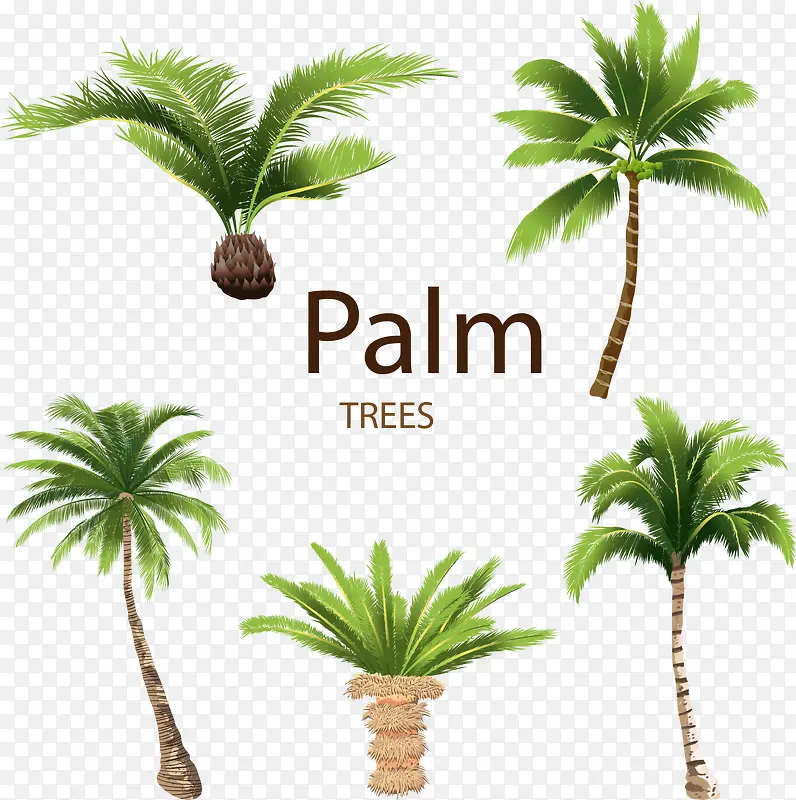 矢量手绘椰子树