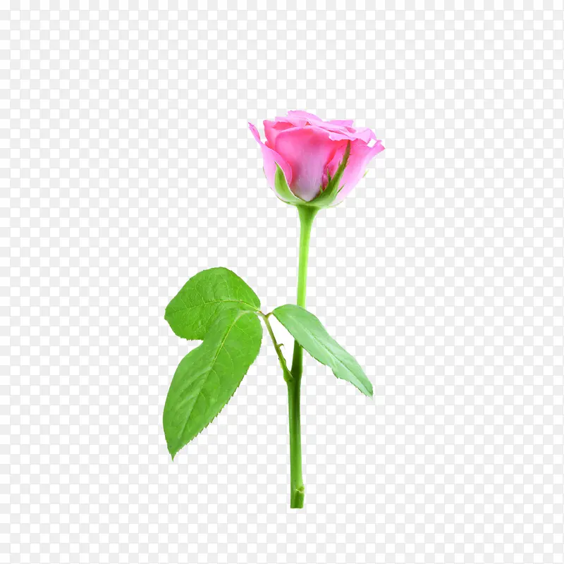 鲜花