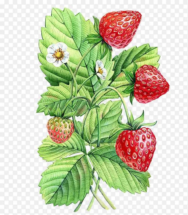 手绘草莓植物