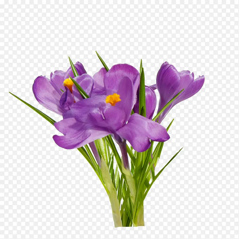 一束紫色花朵装饰图片