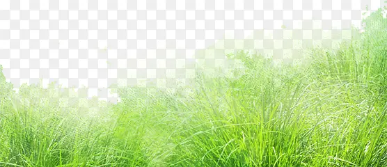 朦胧绿草
