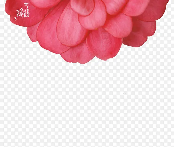 红色花瓣