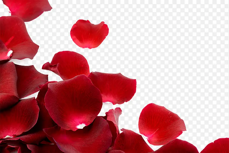 高清红色玫瑰花瓣