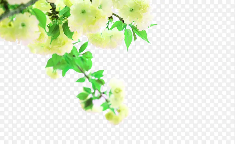 牡丹花