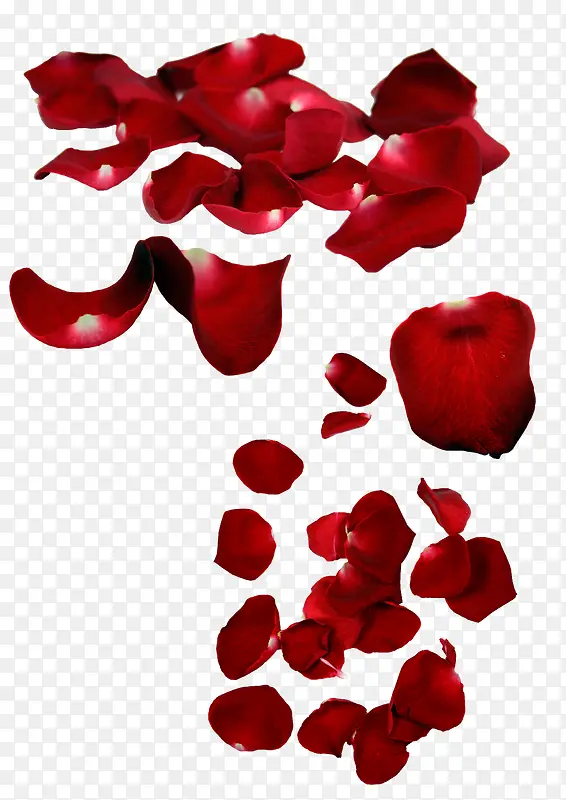 玫瑰花瓣