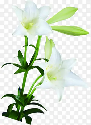 植物花朵绿叶白花
