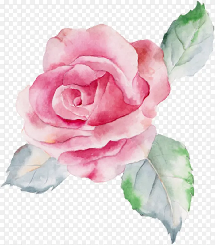 手绘春季粉色玫瑰