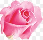 粉色玫瑰春天海报