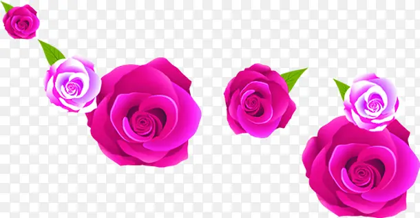 粉色玫瑰花朵