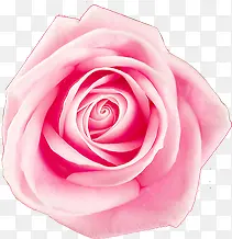 浪漫粉色玫瑰