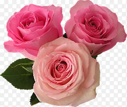 粉色艺术玫瑰高清