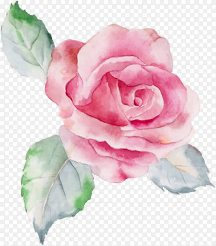 粉色手绘水彩玫瑰