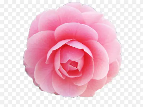 粉色玫瑰浪漫玫瑰