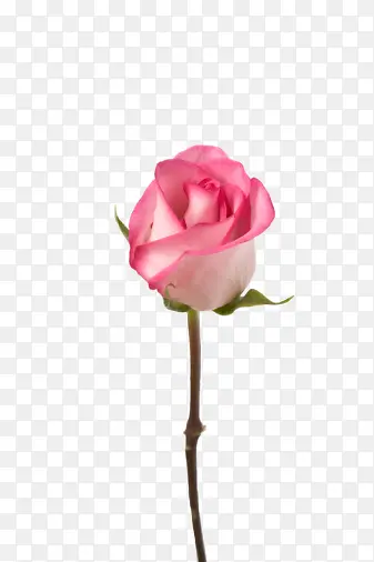 花径粉色玫瑰素材