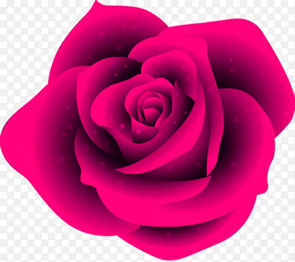 粉色鲜艳玫瑰七夕情人节