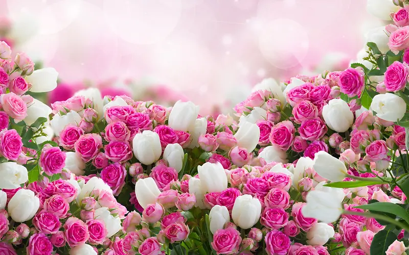 白色郁金香粉色玫瑰背景