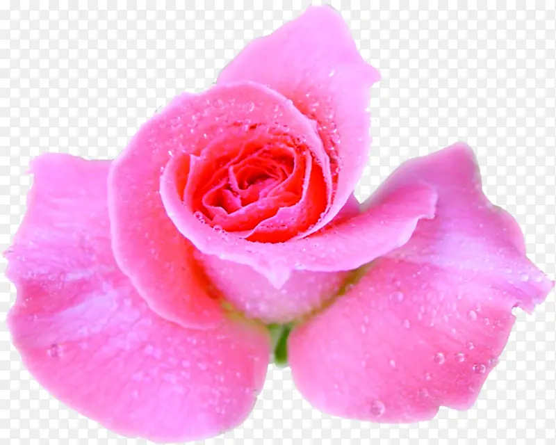 粉色盛开玫瑰婚礼