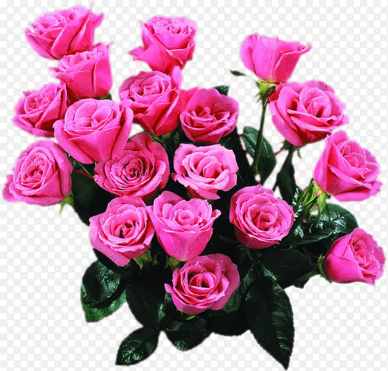 粉色高清玫瑰花朵